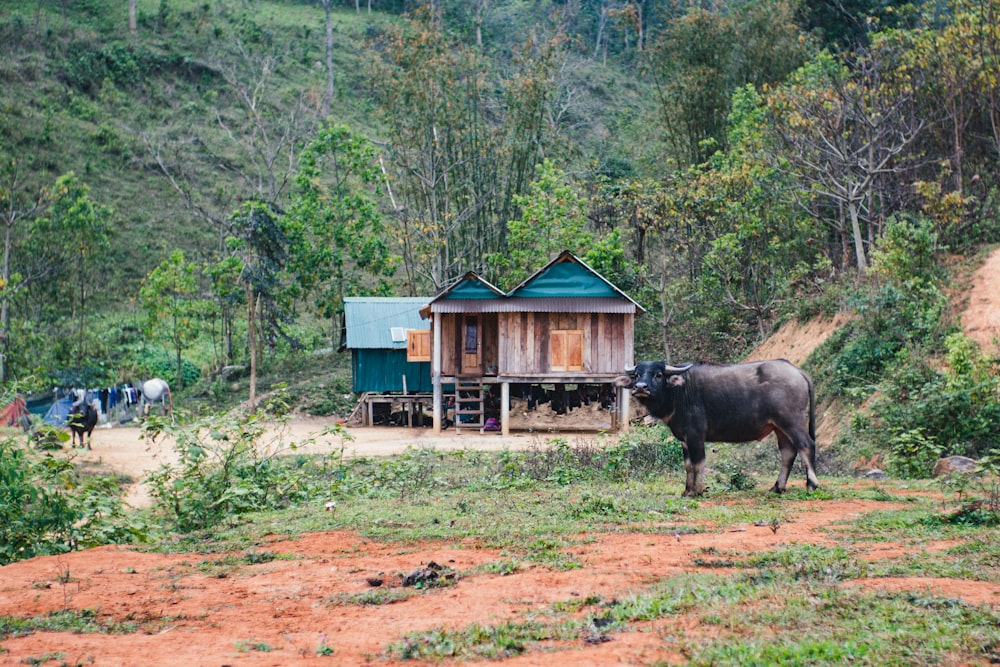 a cow standing in a field next to a house