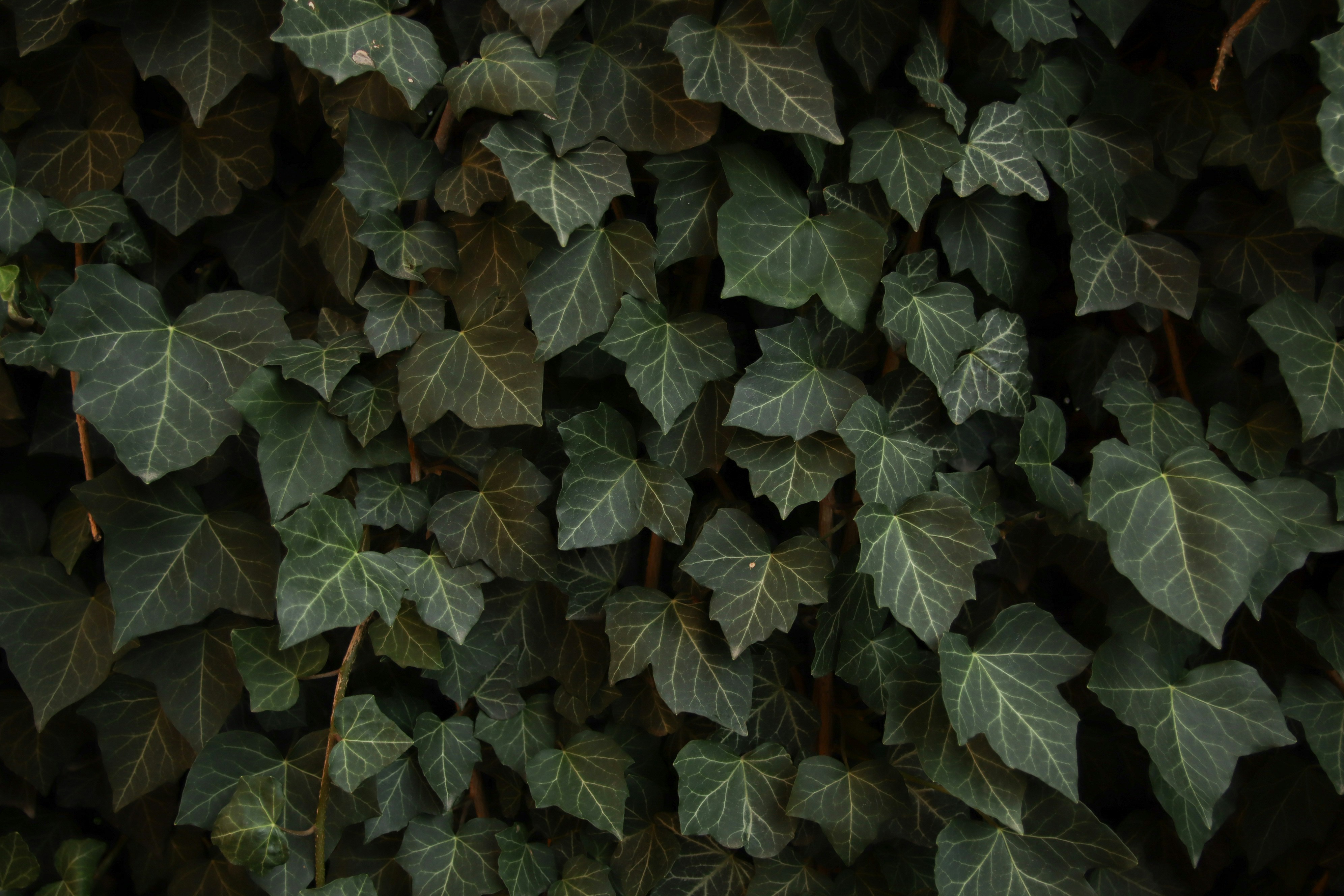 THE JOHNSON COUNTY HOUSING REVIEW