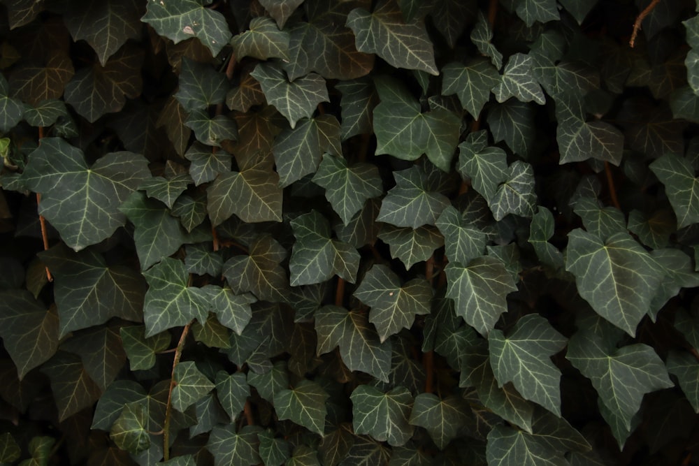 a close up of a plant with green leaves