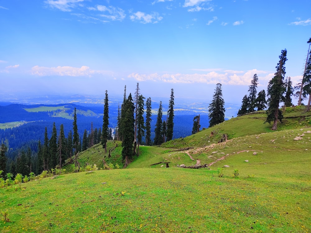 a lush green hillside with trees and a blue sky