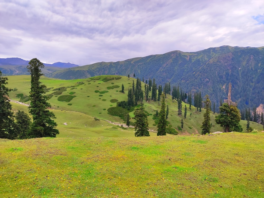 a lush green hillside covered in lots of trees