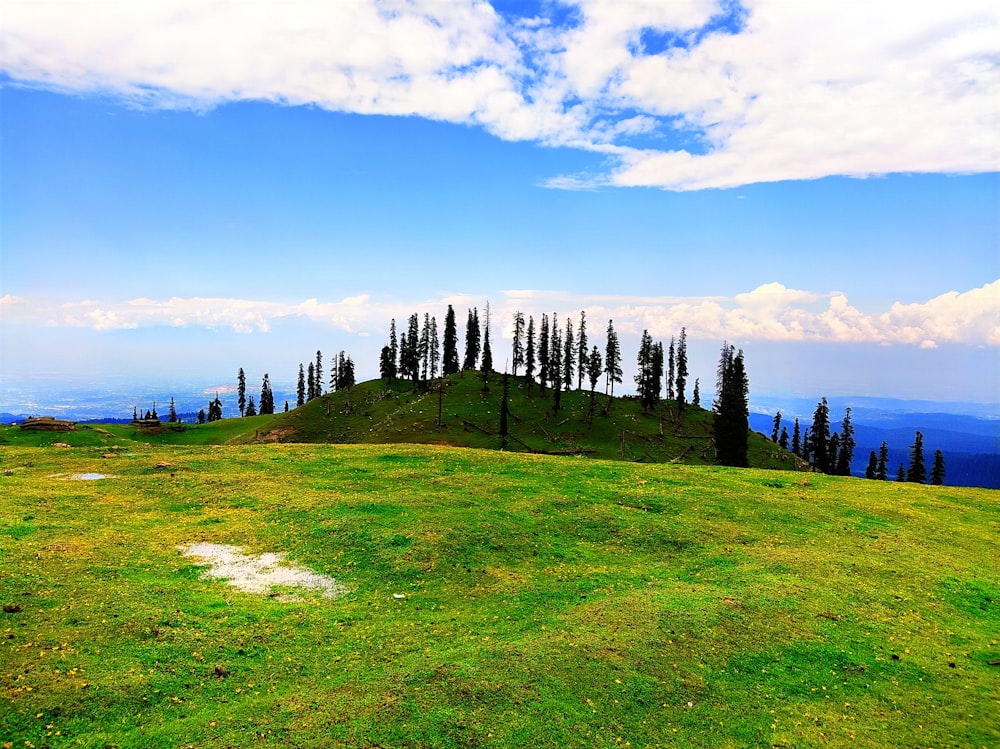 a grassy hill with trees on top of it