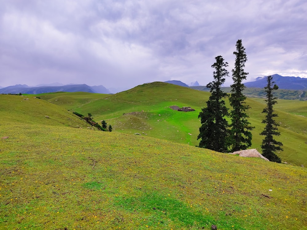 a grassy field with trees on the side of it