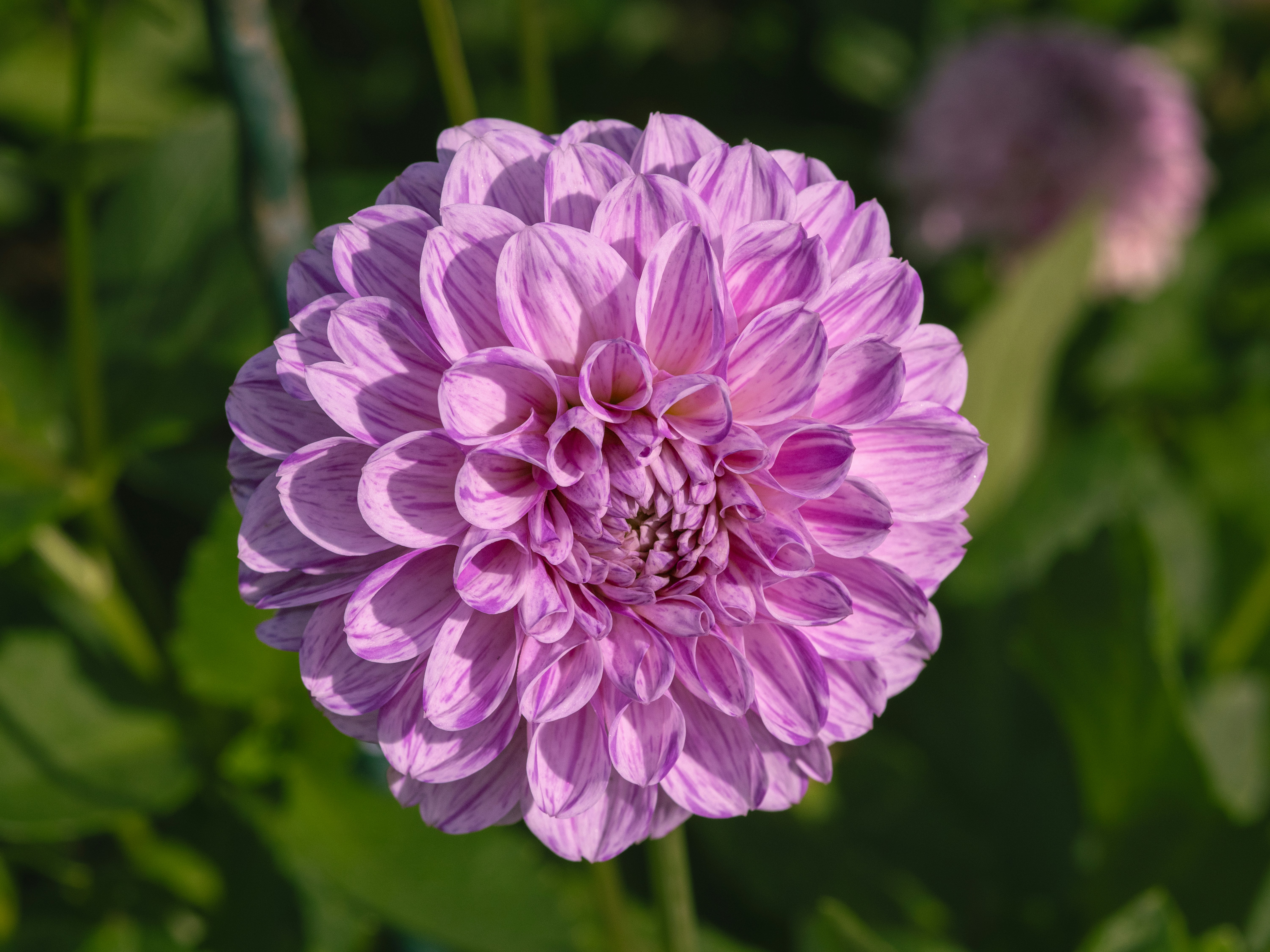 Photo by siegfriedpoepperl