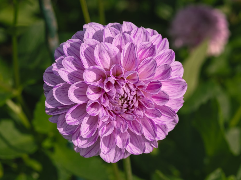a large purple flower with green leaves in the background