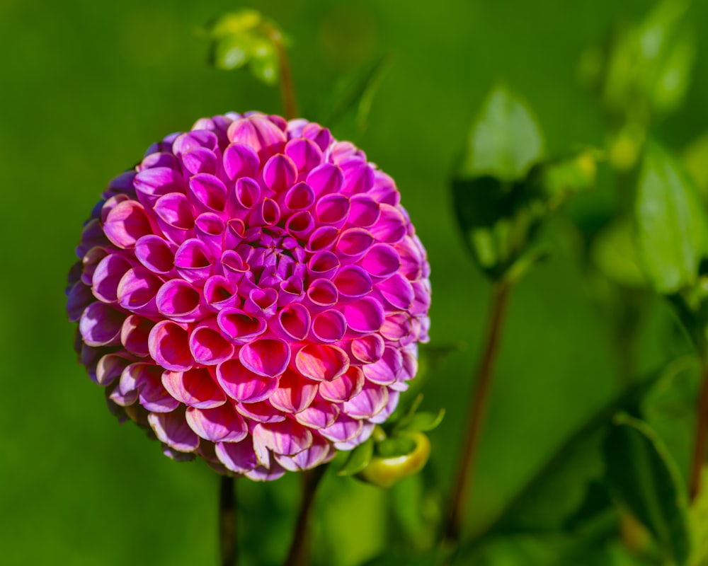 a pink flower with green leaves in the background