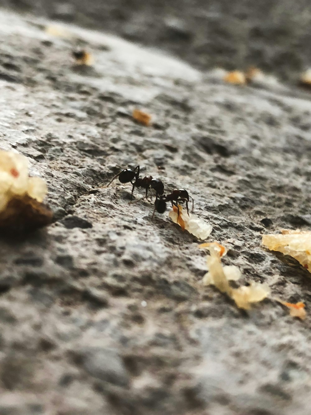 a black ant crawling on a piece of fruit