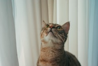 A tabby cat gazes upwards, sitting in front of a backdrop of light-colored curtains. The cat's eyes are wide and the whiskers are prominently displayed, creating a curious and attentive expression.