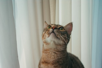A tabby cat gazes upwards, sitting in front of a backdrop of light-colored curtains. The cat's eyes are wide and the whiskers are prominently displayed, creating a curious and attentive expression.