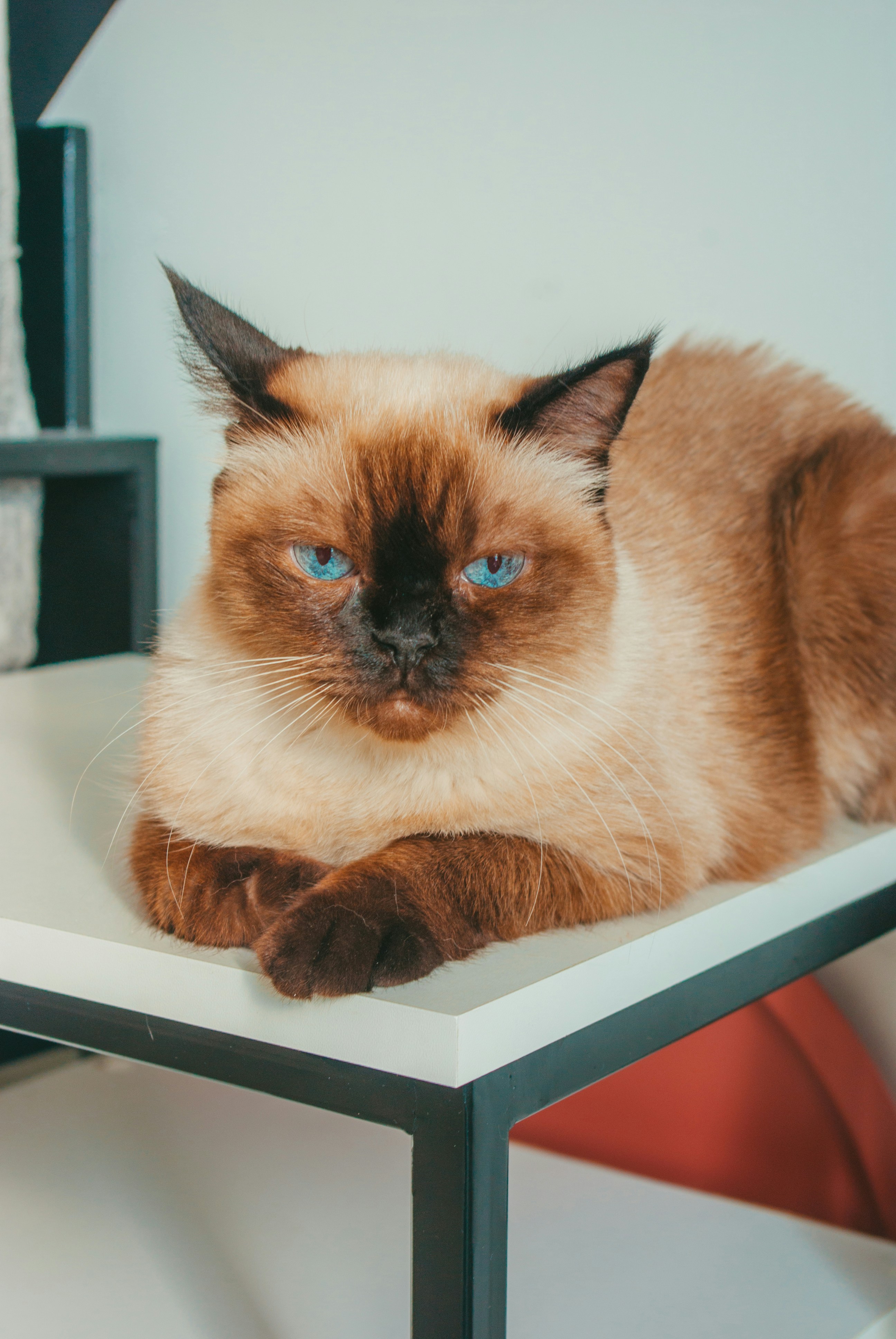 A sleek Siamese cat perched elegantly on a wooden shelf.