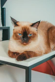 A sleek Siamese cat perched elegantly on a wooden shelf.