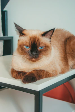 A sleek Siamese cat perched elegantly on a wooden shelf.