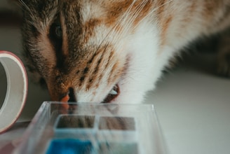 A close-up of a cat curiously inspecting a transparent plastic box with compartments, while a roll of masking tape lies nearby.