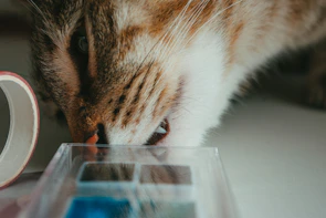 Petkit Puramax 2 self-cleaning litter box with a curious cat inspecting the smart sensors.