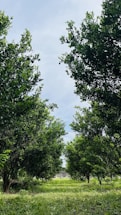 A lush green orchard with rows of trees extending into the distance. The trees have dense foliage, and the ground is covered with grass, creating a serene natural environment. The sky is visible above, partly cloudy, adding a tranquil atmosphere to the setting.