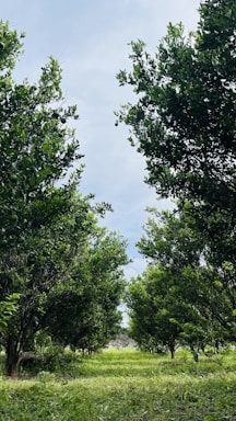 A lush green orchard with rows of trees extending into the distance. The trees have dense foliage, and the ground is covered with grass, creating a serene natural environment. The sky is visible above, partly cloudy, adding a tranquil atmosphere to the setting.