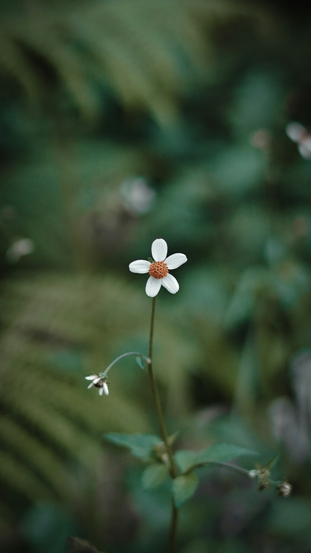 a small white flower with a red center