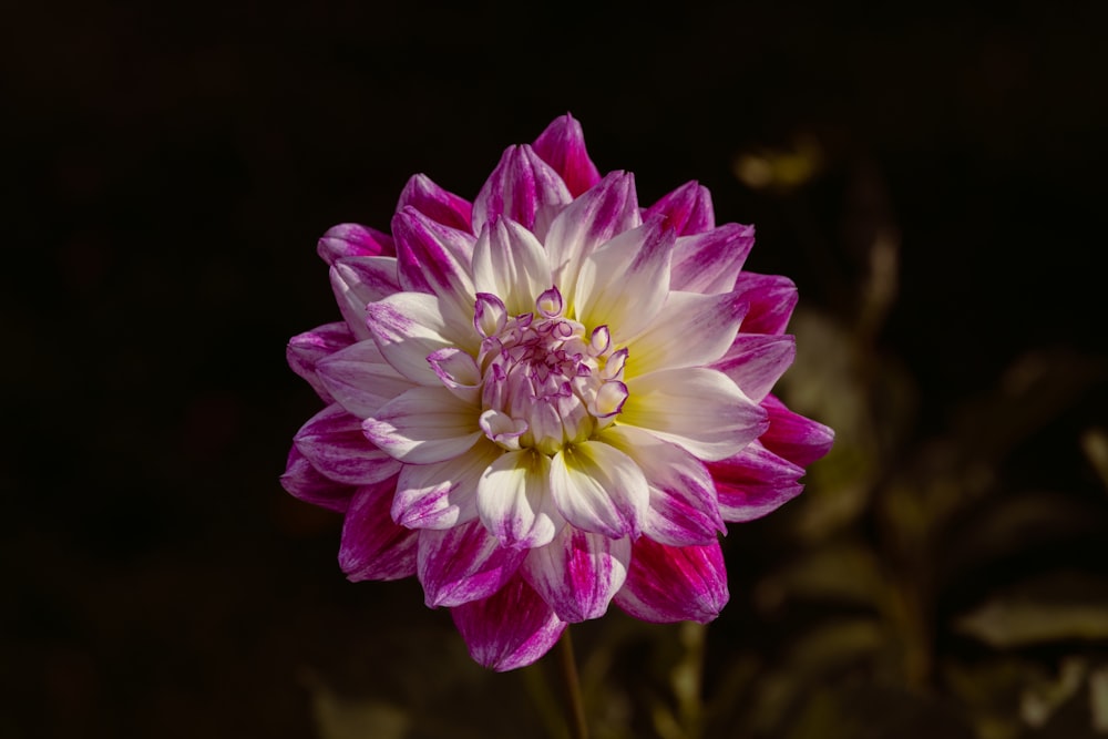 a pink and white flower with a dark background