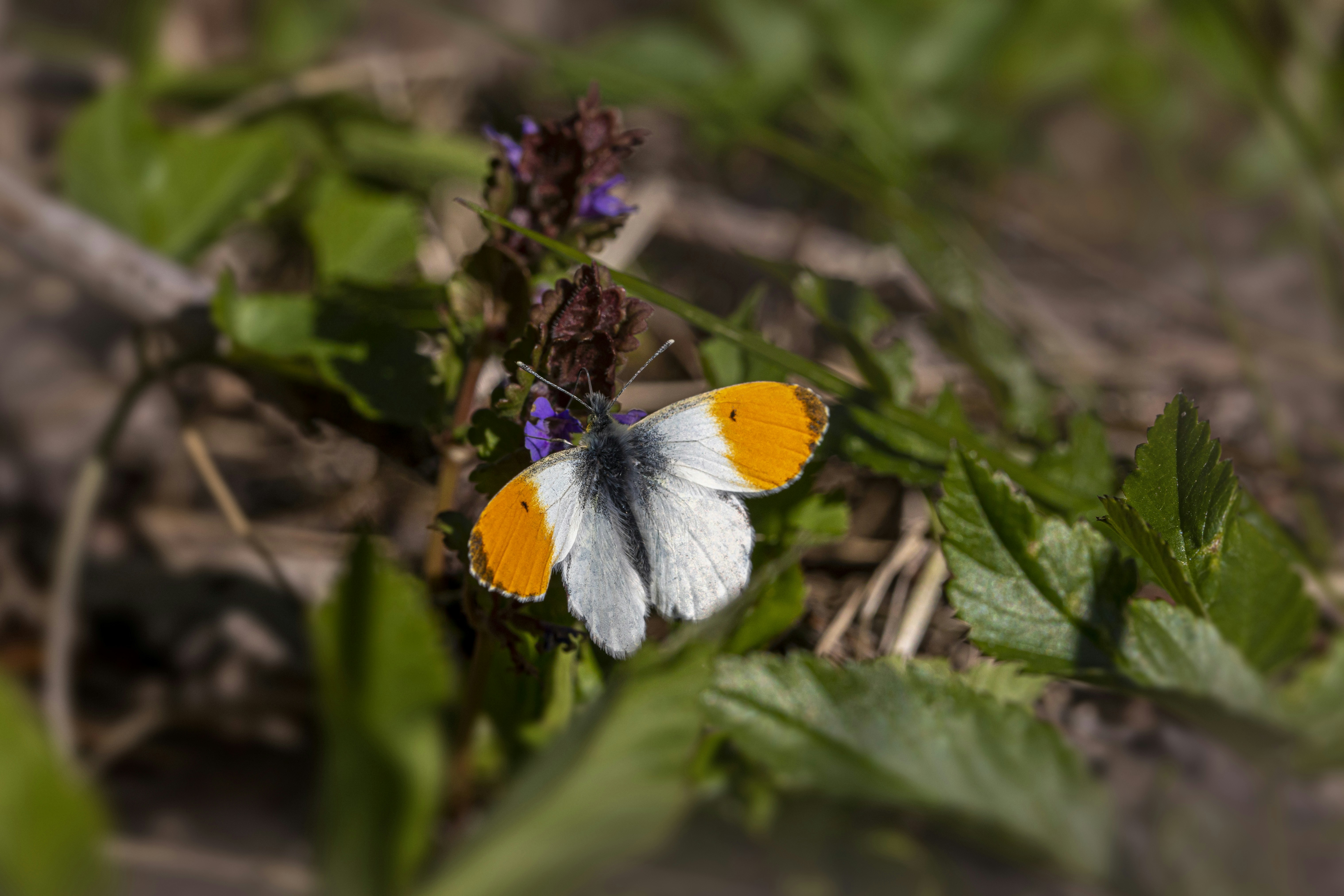 What is Slice Seeding a Lawn UpGardening