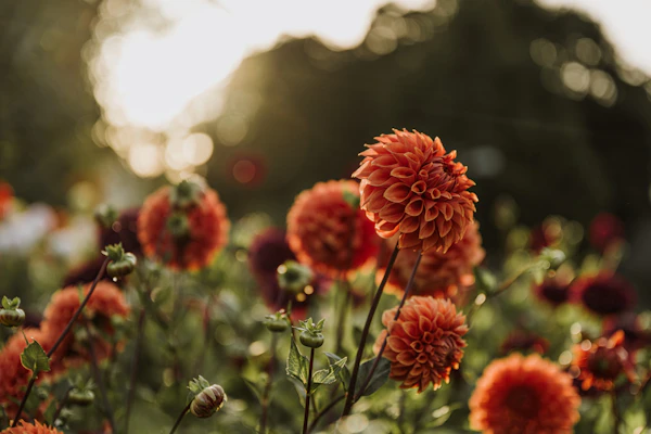 Red autumn flowers glowing in warm fall sunlight – the perfect time for seasonal garden tasks