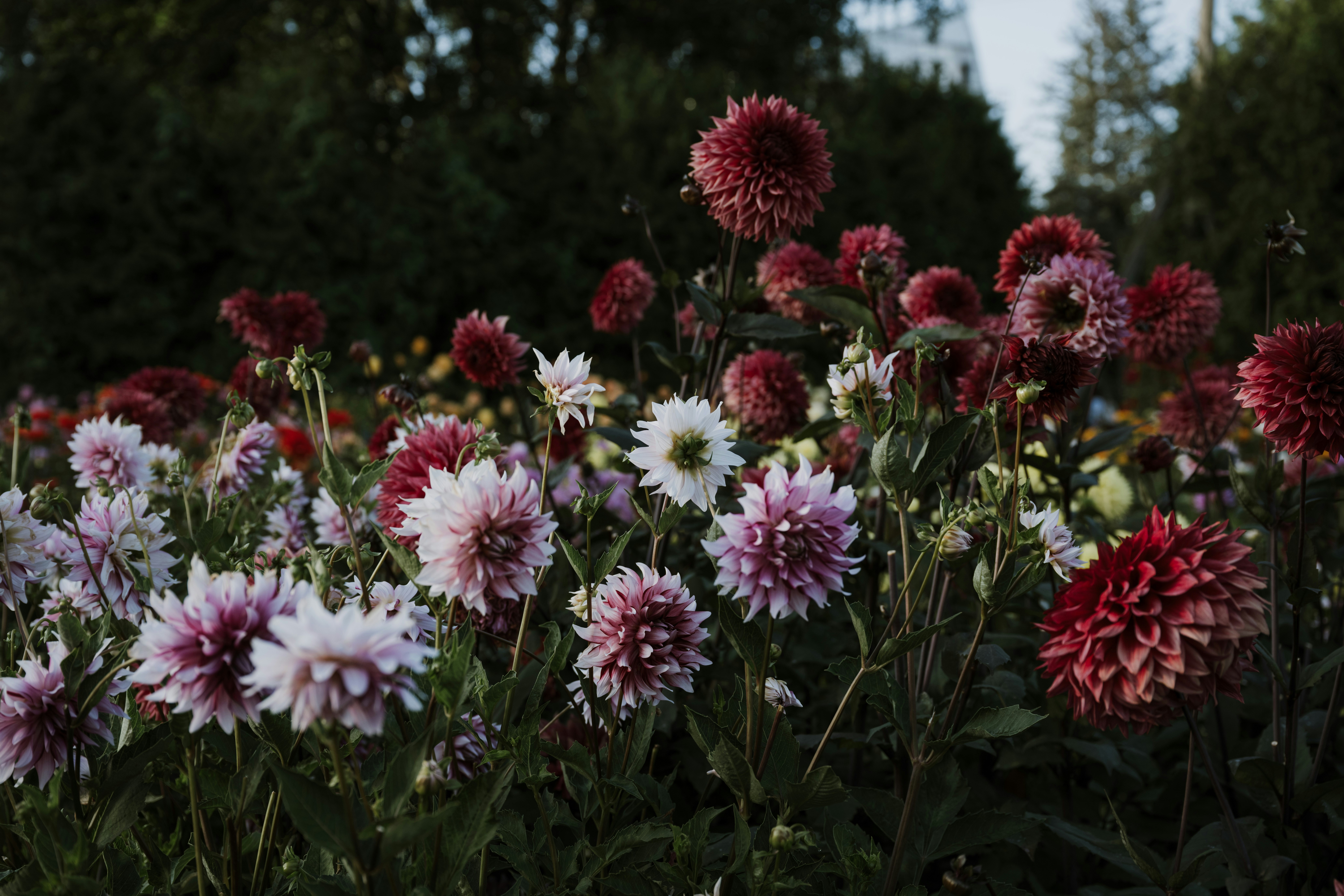 Photo by anitaaustvika