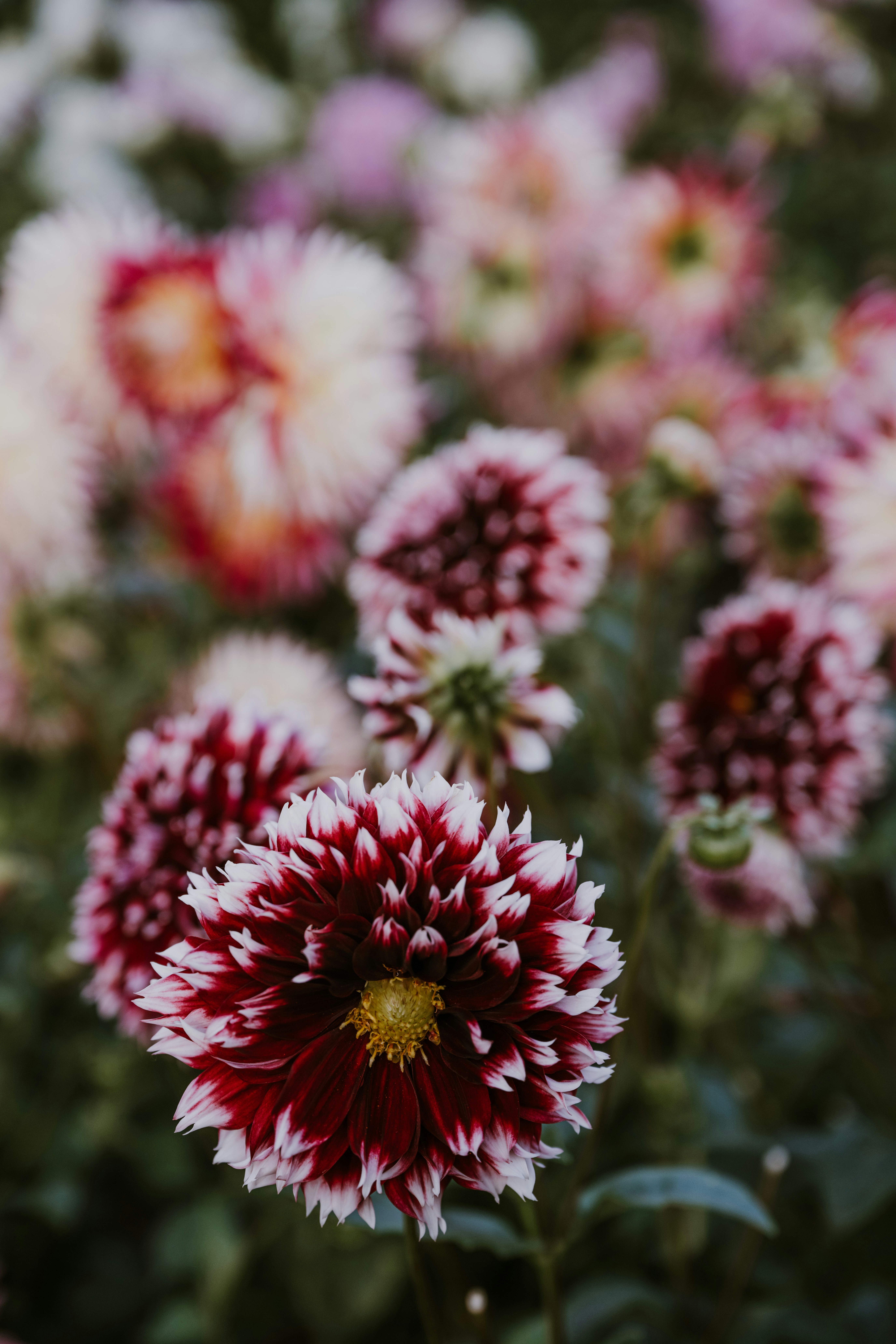 Photo by anitaaustvika