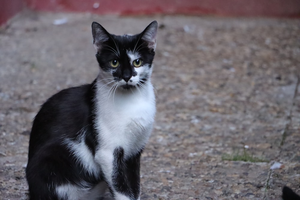 a black and white cat sitting on the ground