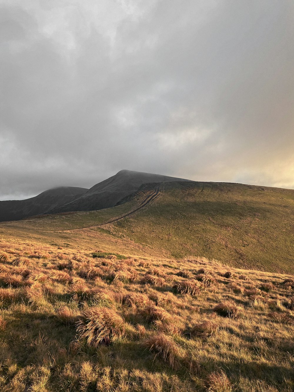 a grassy field with a hill in the background