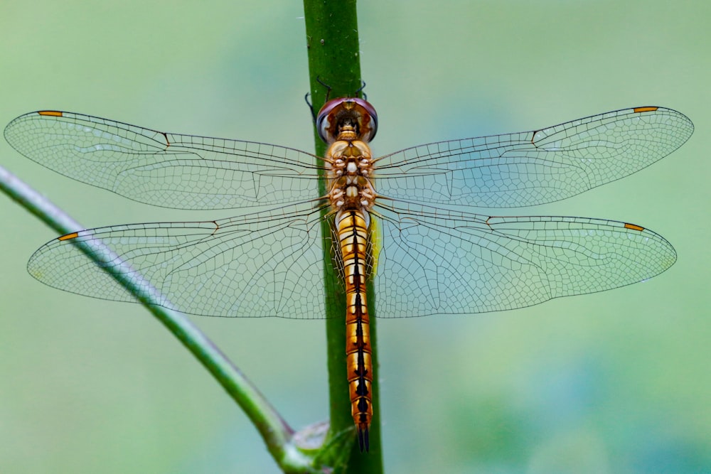 Nahaufnahme einer Libelle auf einer Pflanze