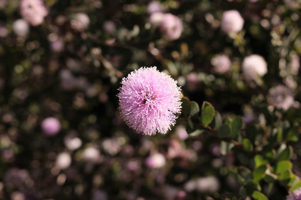 a close up of a pink flower on a bush