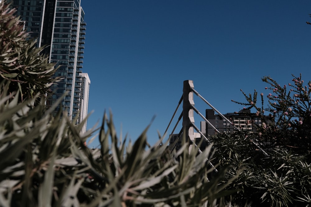 a view of a city from behind some trees