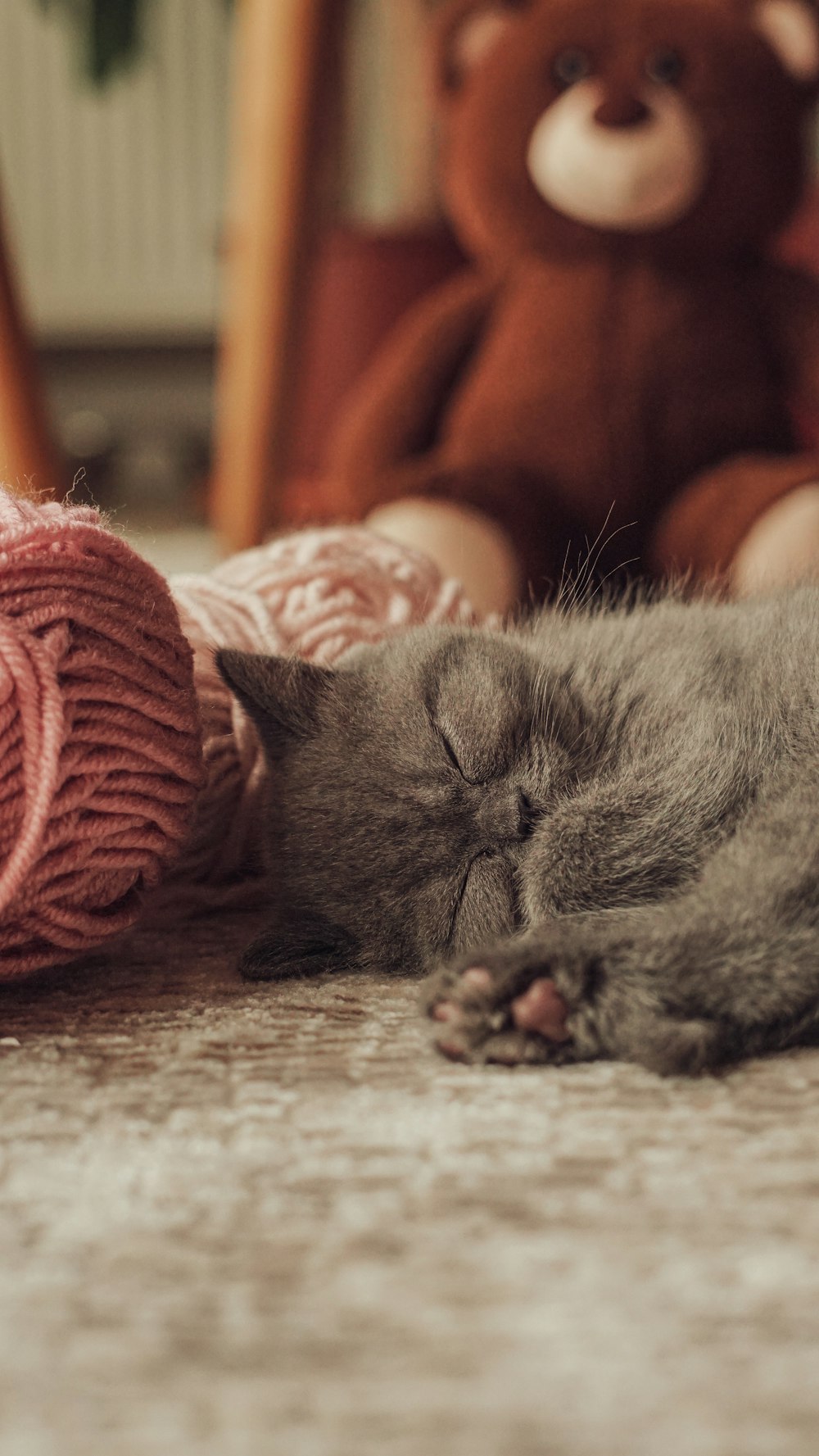 a cat sleeping on the floor next to a teddy bear