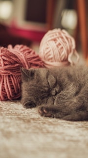 A fluffy gray kitten playing with a ball of yarn on a cozy blanket.