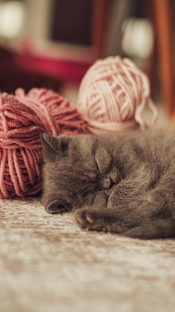 A fluffy gray kitten is peacefully sleeping on a soft carpet, with balls of pink yarn nearby. The atmosphere is cozy and tranquil, emphasizing the kitten&rsquo;s contentment.