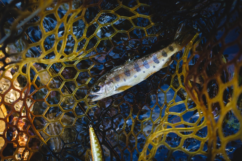 a fish that is sitting on some seaweed