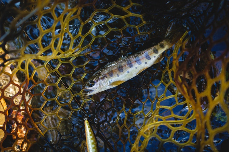 Lures