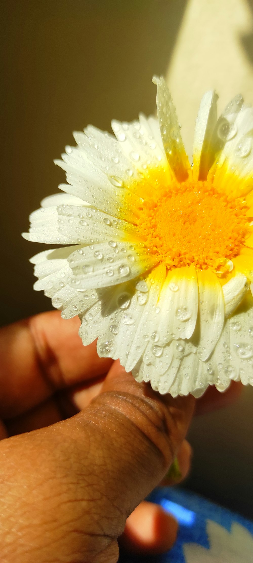 a person holding a white and yellow flower