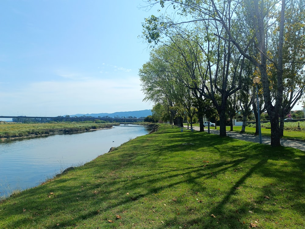 a river running through a lush green park