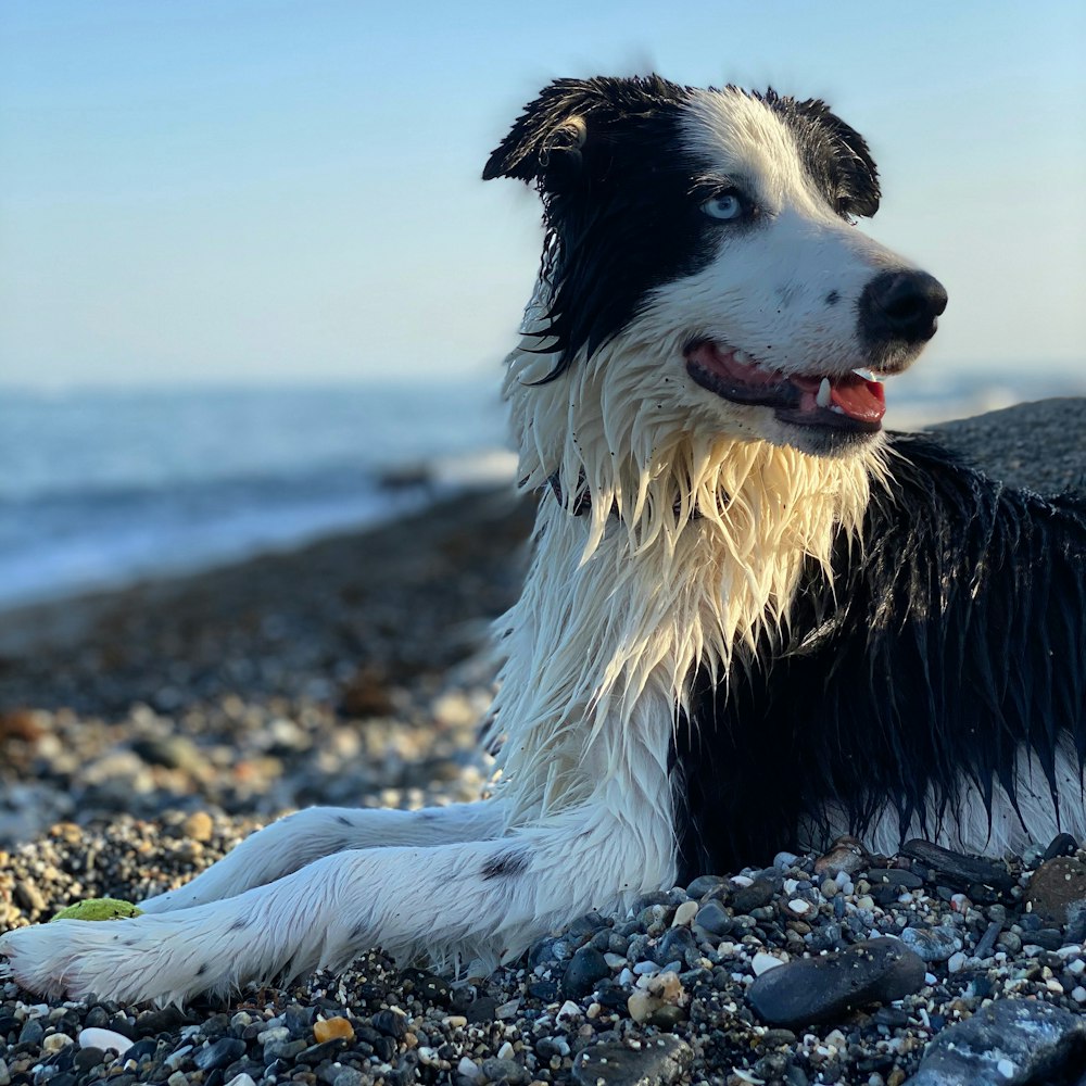 a black and white dog laying on a rocky beach