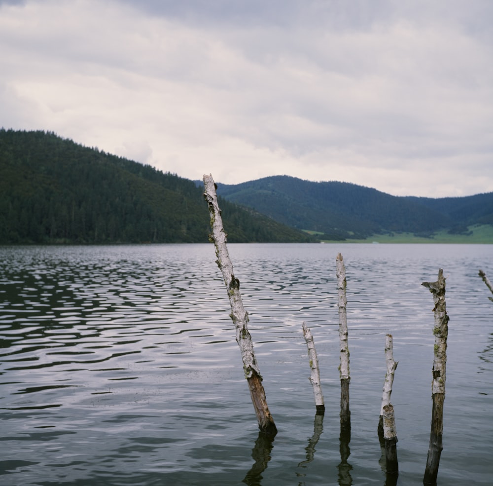 a body of water with trees sticking out of it