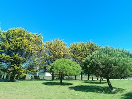 a group of trees that are in the grass
