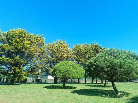 a group of trees that are in the grass