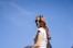 a woman riding a horse on a sunny day