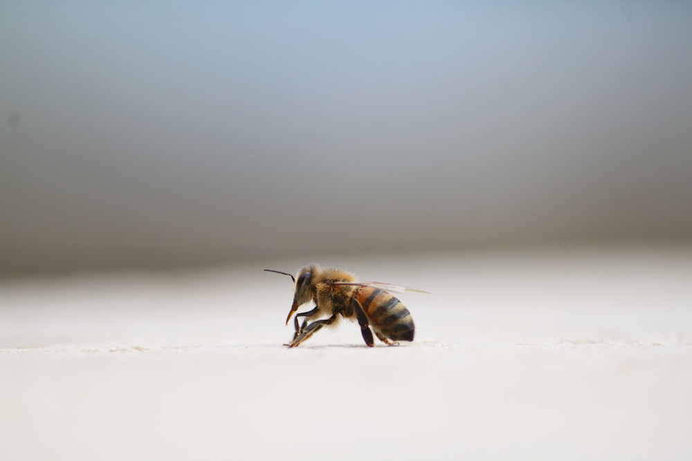 a close up of a bee on a white surface