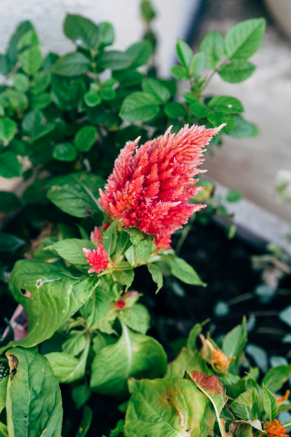 a red flower that is in a pot