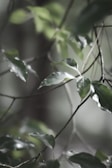 Soft-focus image of serene kindness products nestled among green leaves in natural light.