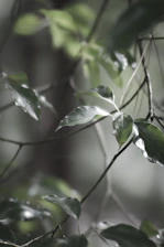 A serene 8K image featuring gentle green tones with a soft, natural glow that invites peaceful reflection.