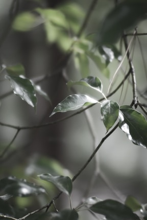 Soft-focus image of green leaves and skincare cream symbolizing natural ingredients