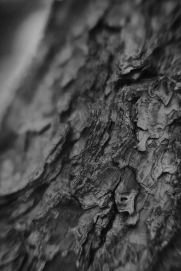 Close-up of textured tree bark with intricate natural patterns.