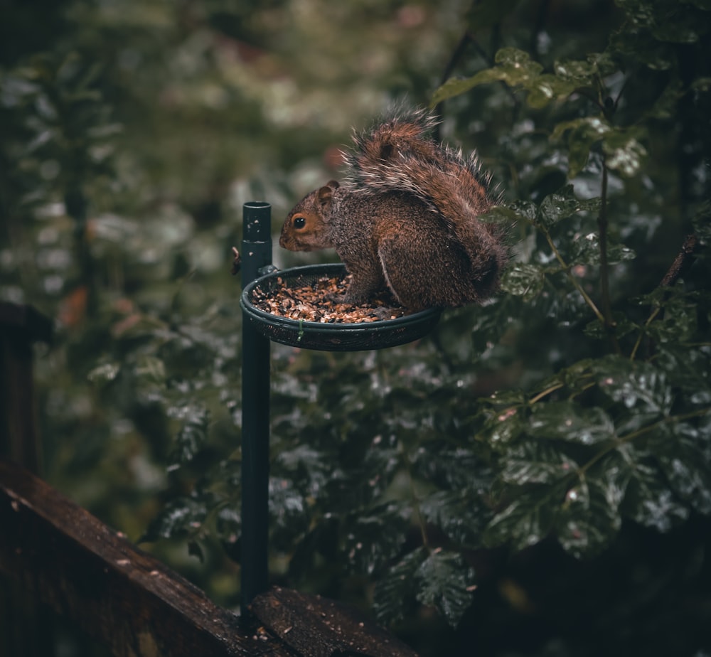 a squirrel sitting on top of a bird feeder